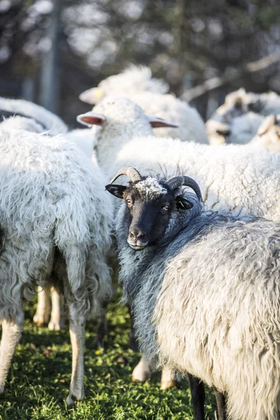 Schafherde Weidet Bei Sonnigem Wetter Auf Der Grünen Weide — Stockfoto