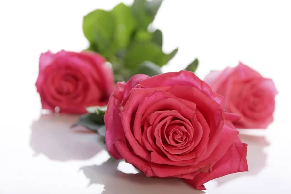 Три Свежих Розовых Розы Лежат Поверхности Белого Зеркала — стоковое фото