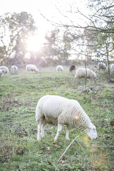晴れた日に緑の牧草地で放牧の羊の群れ — ストック写真