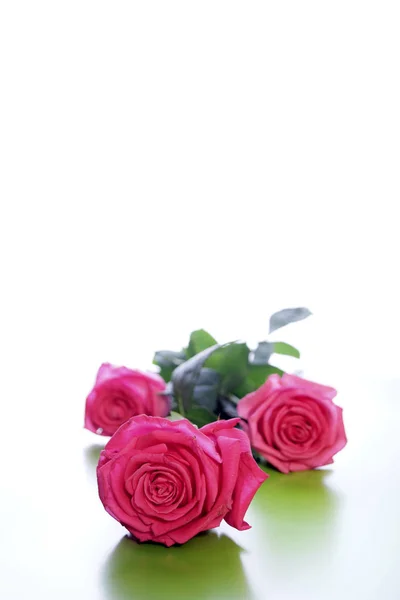 Tři Nové Růžové Růže Ležící Povrchu Bílé Zrcadlo — Stock fotografie