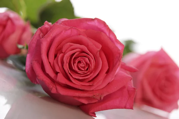Três Rosas Cor Rosa Frescas Deitadas Superfície Espelho Branco — Fotografia de Stock