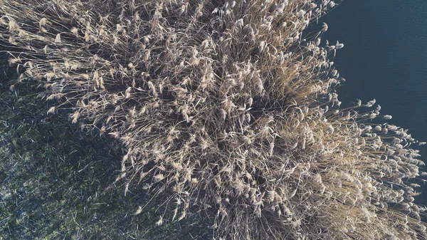 Wunderschöner Drohnenflug Über Schilf Der Nähe Des Blauen Kleinen Sees — Stockfoto