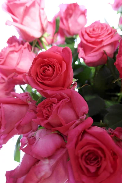 Indah Karangan Bunga Mawar Merah Muda Terisolasi Pada Latar Belakang — Stok Foto