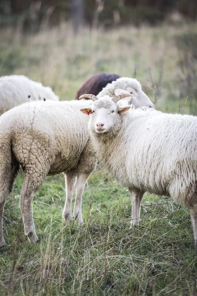 Troupeau Moutons Pâturant Dans Pâturage Vert Soleil — Photo