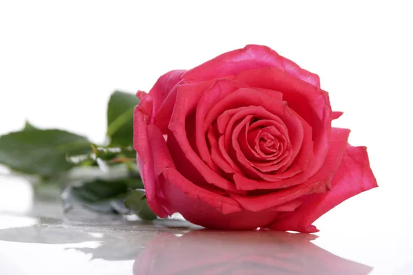 Свежая Розовая Роза Поверхности Белого Зеркала — стоковое фото