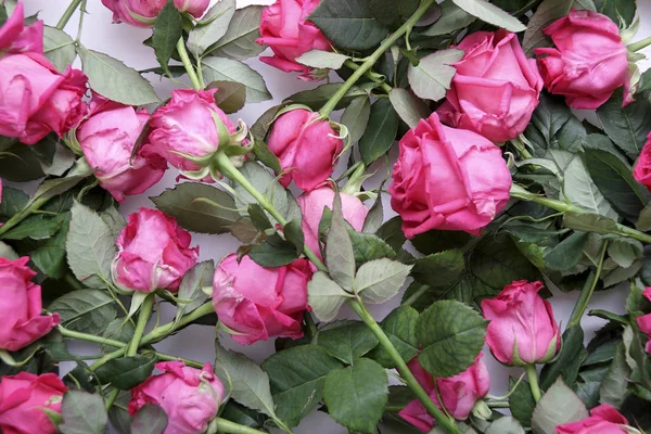 Hromadu Elegance Růžové Růže Izolovaných Bílém Pozadí Pohled Shora — Stock fotografie