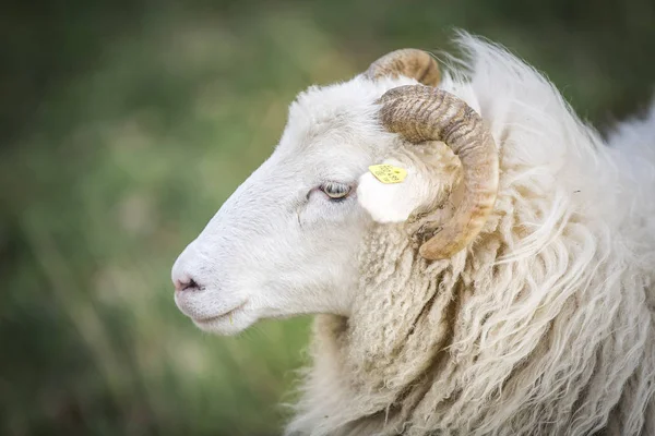 Schapen Grazen Groene Weide Zonnige Dag — Stockfoto