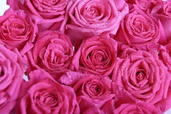 Belas Rosas Rosa Frescas Com Gotas Orvalho — Fotografia de Stock