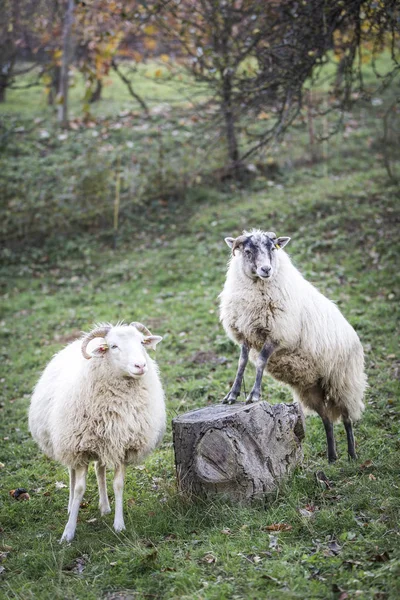 Schafe Grasen Bei Sonnigem Wetter Auf Der Grünen Weide — Stockfoto