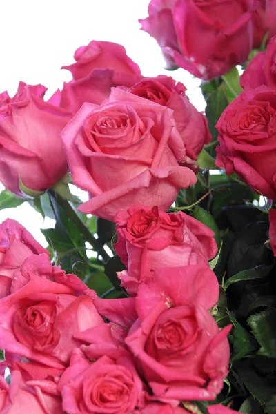 Indah Karangan Bunga Mawar Merah Muda Terisolasi Pada Latar Belakang — Stok Foto