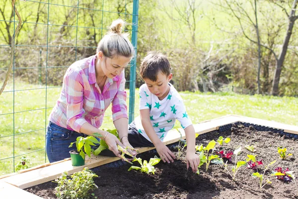 Beautiful Mother Her Blond Son Planting Salad Raised Bed Garden — Stock Photo, Image