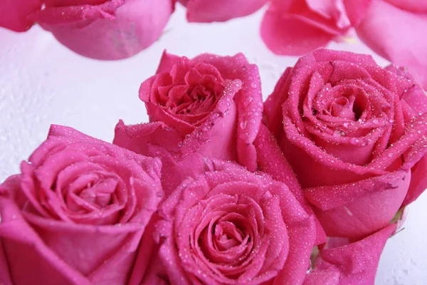 Krásná Svěží Růžové Růže Pozadí — Stock fotografie