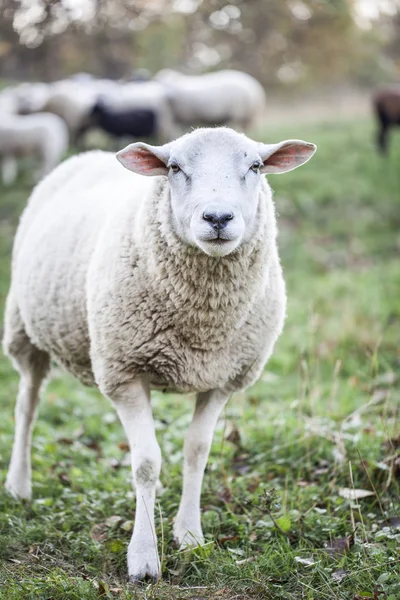 Schafherde Weidet Bei Sonnigem Wetter Auf Der Grünen Weide — Stockfoto