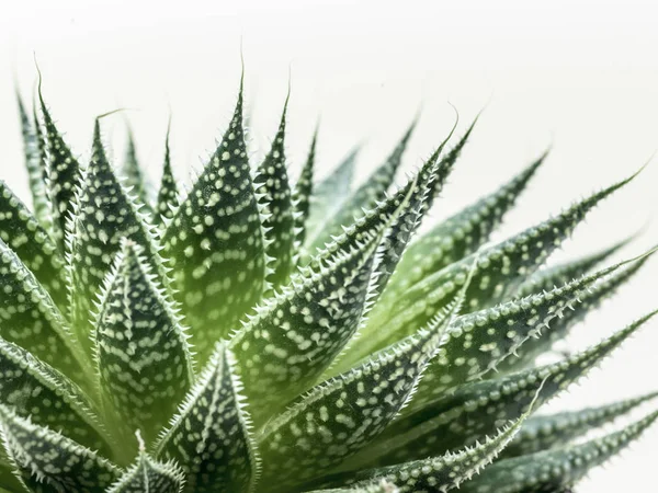 fresh green succulent plant isolated on white background, close-up