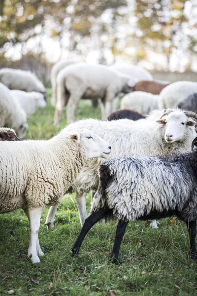 晴れた日に緑の牧草地で放牧の羊の群れ — ストック写真