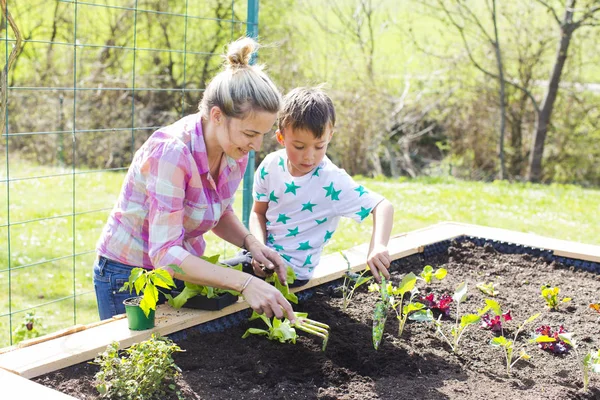 Schöne Mutter Und Ihr Blonder Sohn Pflanzen Salat Hochbeet Garten lizenzfreie Stockfotos
