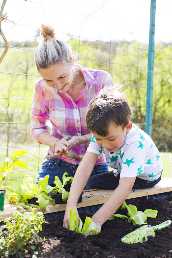 beautiful mother and her blond son planting salad in raised bed at garden
