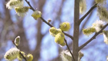 Arı nektarı çiçekli ağaç beyaz çiçeklerden bulanık doğa arka plan üzerinde toplama. 