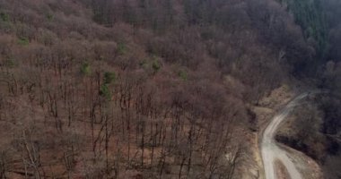 drone uçuş sonbahar orman yolu üzerinde 