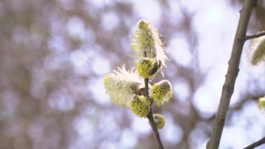 Arı nektarı çiçekli ağaç beyaz çiçeklerden bulanık doğa arka plan üzerinde toplama. 