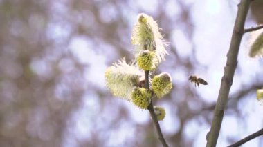 Arı nektarı çiçekli ağaç beyaz çiçeklerden bulanık doğa arka plan üzerinde toplama. 