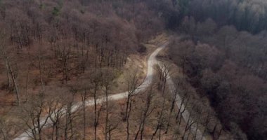 drone uçuş sonbahar orman yolu üzerinde 