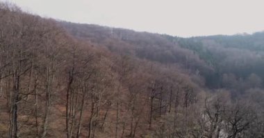 drone uçuş sonbahar orman yolu üzerinde 