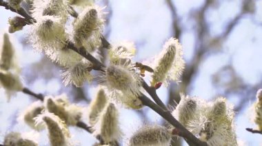 Arı nektarı çiçekli ağaç beyaz çiçeklerden bulanık doğa arka plan üzerinde toplama. 