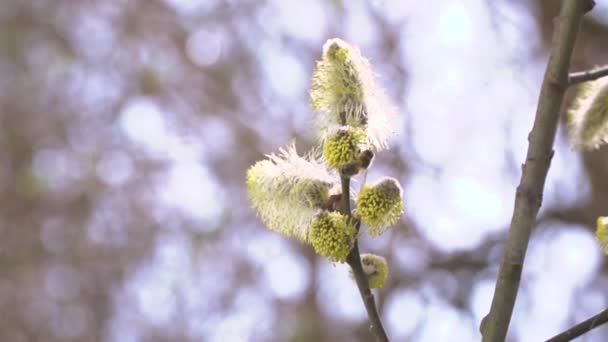 Abelha Coletando Néctar Flores Brancas Árvore Floração Fundo Natureza Turva — Vídeo de Stock