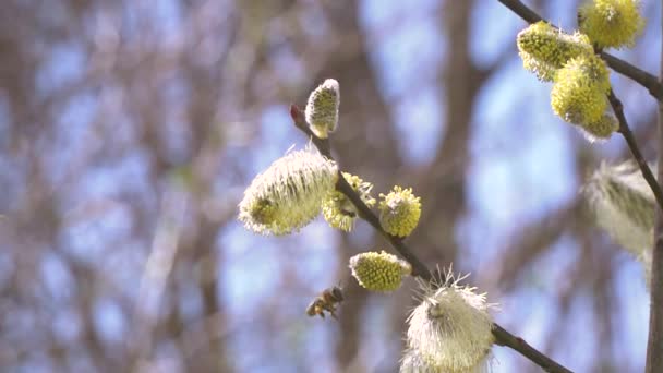 ぼやけて自然背景に花の木の白い花から蜜を集めるミツバチ — ストック動画