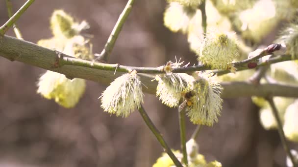 Arı Nektarı Çiçekli Ağaç Beyaz Çiçeklerden Bulanık Doğa Arka Plan — Stok video