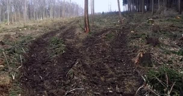 Légi Drone Repülés Alatt Deforested Erdő Napsütéses Napon — Stock videók