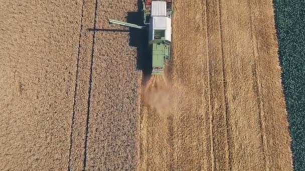 Vista Aérea Cosechadora Cosechadora Cosecha Campo Concepto Agrícola — Vídeo de stock