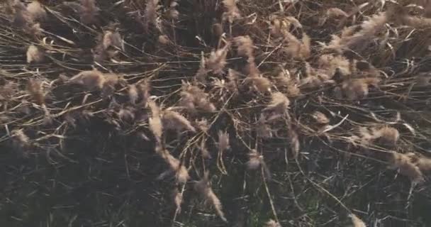 Nahaufnahme Von Schilf Das Ufer Des Flusses Wächst — Stockvideo