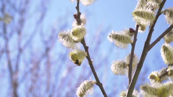 蜜蜂从开花树白花中采集花蜜的研究背景模糊 — 图库视频影像