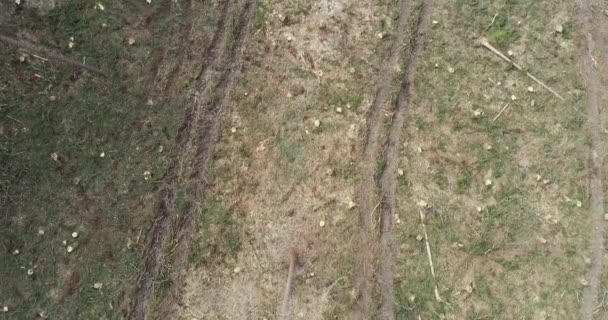 Letecká Dron Letu Nad Odlesněných Lesních Slunečný Den — Stock video