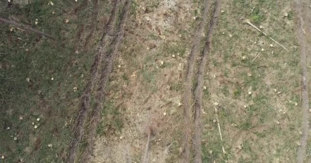 vol aérien par drone au-dessus de forêts déboisées par temps ensoleillé  