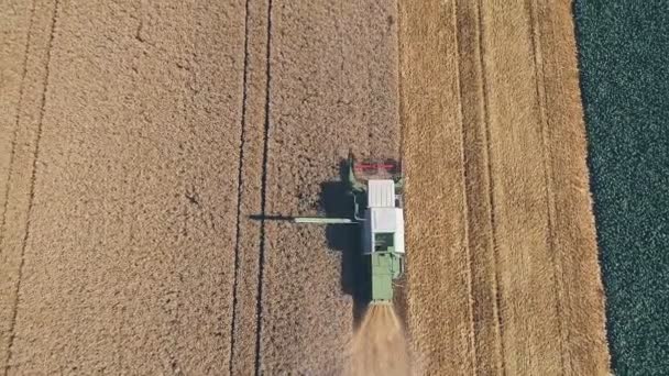 Letecký Pohled Sklizeň Sklizňového Sklízecí Plodiny Poli Zemědělská Koncepce — Stock video