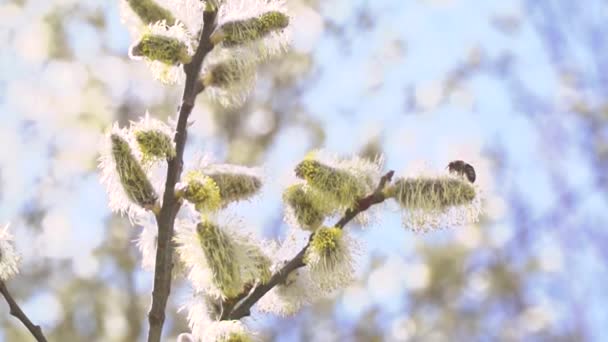 ぼやけて自然背景に花の木の白い花から蜜を集めるミツバチ — ストック動画