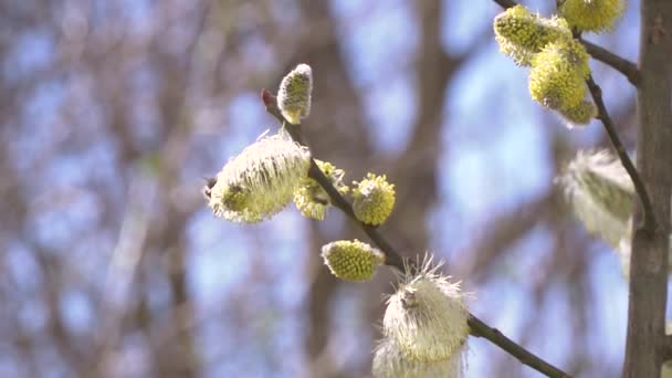 ぼやけて自然背景に花の木の白い花から蜜を集めるミツバチ — ストック動画