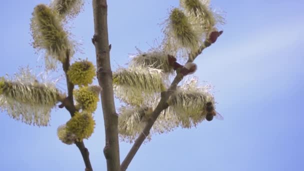 Abelha Coletando Néctar Flores Brancas Árvore Floração Fundo Natureza Turva — Vídeo de Stock
