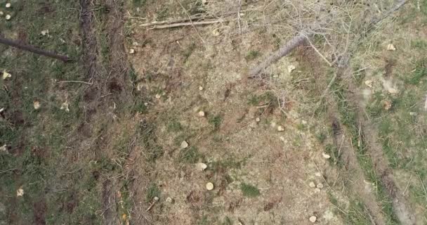 Vuelo Aéreo Drones Sobre Bosques Deforestados Día Soleado — Vídeo de stock