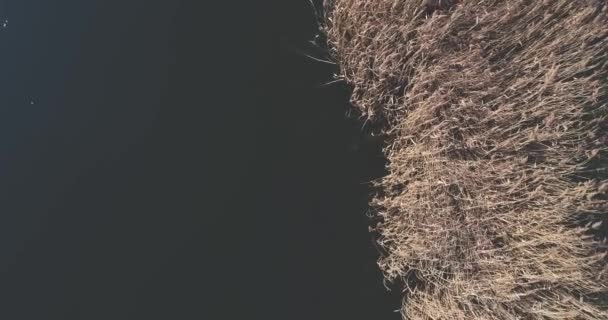 Krásná Krajina Reed Rostoucí Břehu Řeky — Stock video