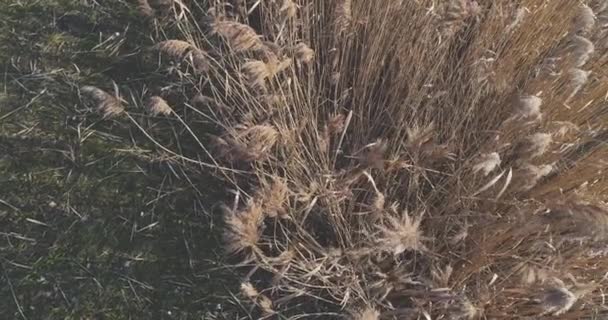Nehir Kıyısında Büyüyen Reed Havadan Görünümü — Stok video
