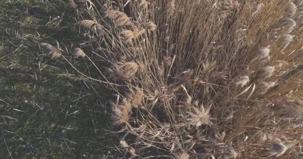 Vue Aérienne Roseau Poussant Sur Rivage Rivière — Video