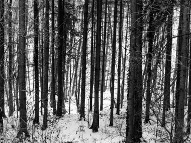 ısmarlayarak kar kış gününde orman kaplı