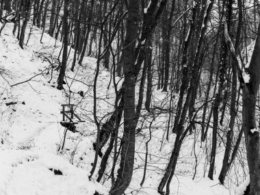 ısmarlayarak kar kış gününde orman kaplı