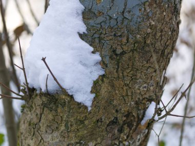 karla kaplı ağaç gövdesinde bulanık doğa arka plan