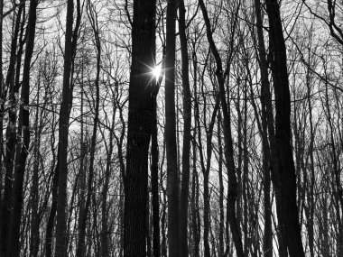 ısmarlayarak çıplak ağaç gövdeleri, güneşli bir gün