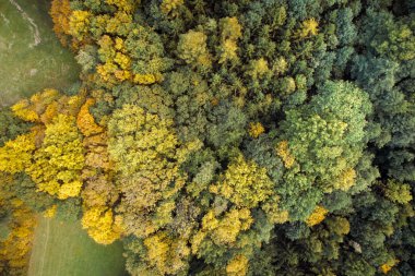 ısmarlayarak parlak yemyeşil orman sonbahar günü, dağlarda